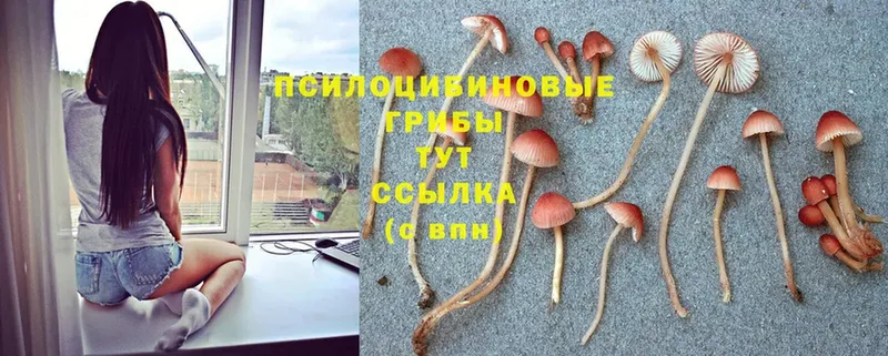 OMG ONION  Карабаново  Галлюциногенные грибы Cubensis 